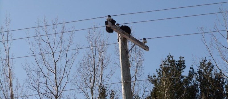 Bears thriving a decade after rescue by NB Power employees