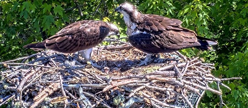 Saying farewell to our osprey friends
